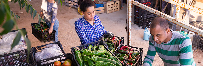 Three customers, two female and one male, shopping at a farmers market and checking out their purchases. Represents the ideal customers this business is targeting.